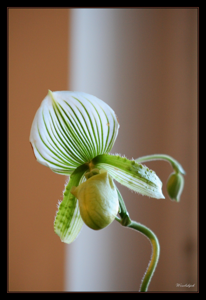 orchidee 2.jpg