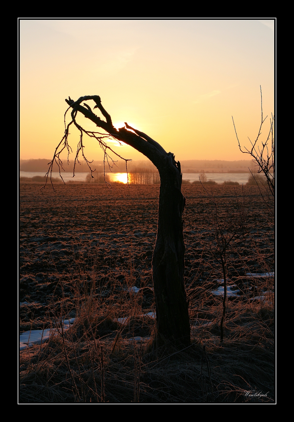 Starý strom