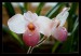orchidee 4.jpg