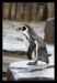 Tučňák.jpg